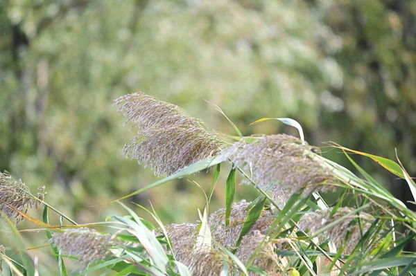 Prado Verão Com Plantas Selvagens Verdes Dia Ensolarado — Fotografia de Stock