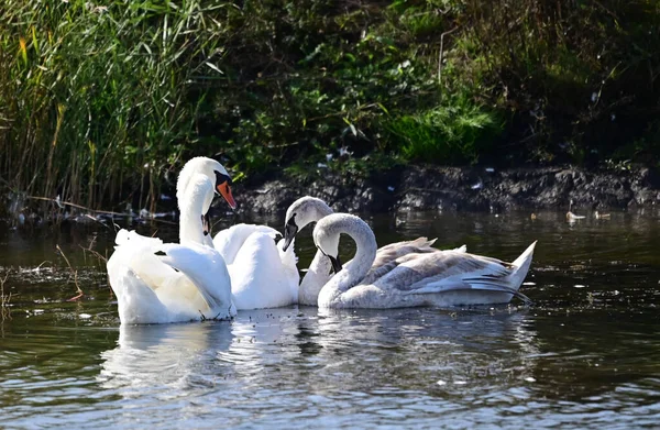 Beautiful White Swans Swimming Lake Water Surface — Stock Photo, Image