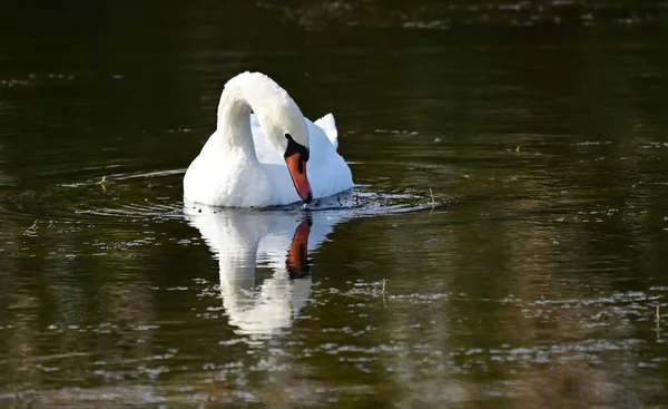 Beautiful White Swan Swimming Lake Water Surface Summer Day — Stock Photo, Image