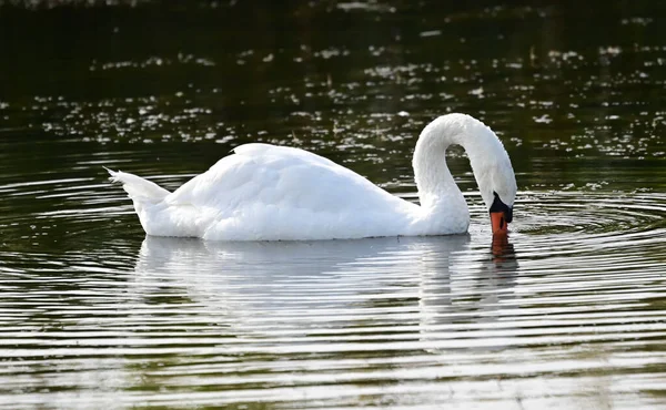 Vacker Vit Svan Simma Sjö Vattenytan Sommaren Dag — Stockfoto