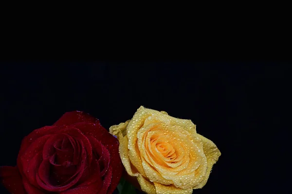 Belles Roses Fraîches Sur Fond Sombre Concept Été Vue Rapprochée — Photo