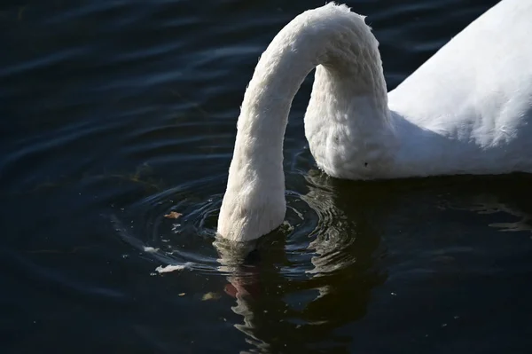 Vacker Vit Svan Simmar Sjö Vattenyta — Stockfoto