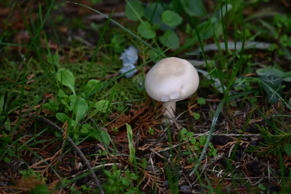 Close Shot Van Paddestoel Groeien Grond — Stockfoto