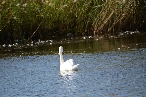 Belo Cisne Branco Nadando Superfície Água Lago — Fotografia de Stock