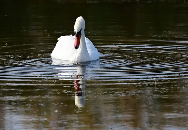 Beautiful White Swan Swimming Lake Water Surface Summer Day — Stock Photo, Image