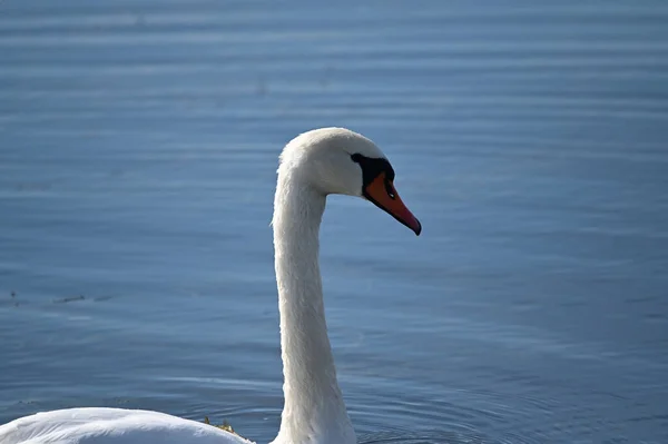 Schöner Weißer Schwan Schwimmt Auf Der Wasseroberfläche Des Sees — Stockfoto