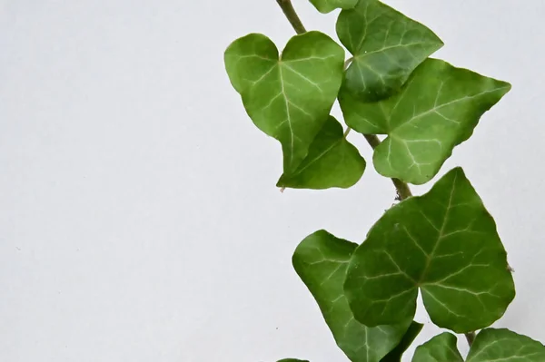 Açık Arkaplanda Taze Yeşil Yapraklar Yakın Görünüm — Stok fotoğraf