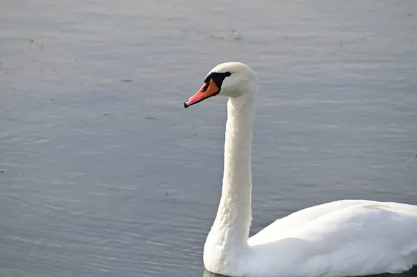 Belo Cisne Branco Nadando Superfície Água Lago Dia Verão — Fotografia de Stock