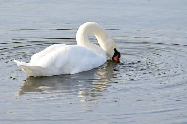 Hermoso Cisne Blanco Nadando Superficie Del Agua Del Lago Día —  Fotos de Stock