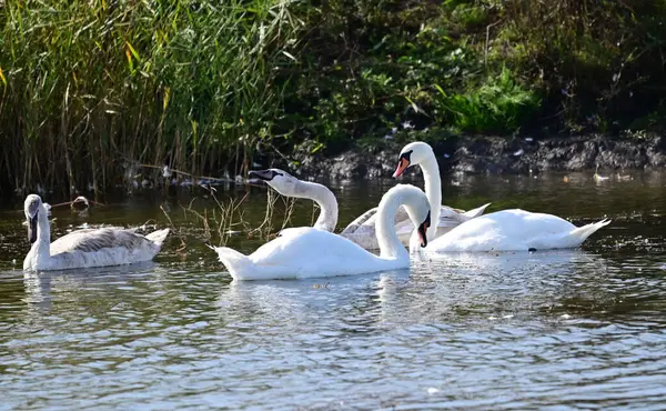 Beautiful White Swans Swimming Lake Water Surface — Stock Photo, Image