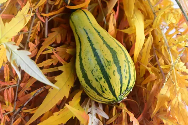 落ちた乾燥した葉の間に新鮮な熟したカボチャ — ストック写真