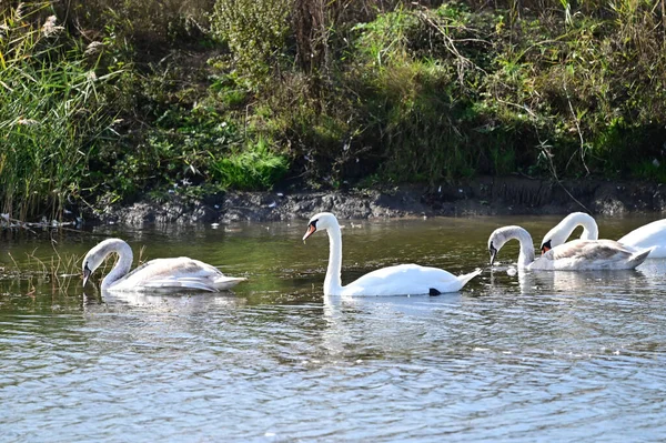 Belos Cisnes Brancos Nadando Superfície Água Lago — Fotografia de Stock