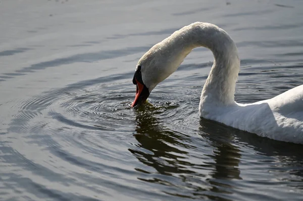 Bellissimo Cigno Bianco Nuotare Sulla Superficie Dell Acqua Del Lago — Foto Stock