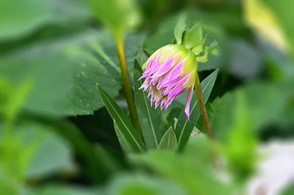 Красива Квітка Росте Відкритому Повітрі Літня Концепція Вид Крупним Планом — стокове фото