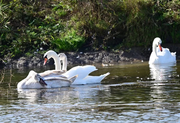 Belos Cisnes Brancos Nadando Superfície Água Lago — Fotografia de Stock