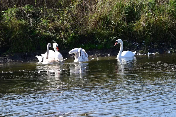 Beautiful White Swans Swimming Lake Water Surface Summer Day — Stock Photo, Image