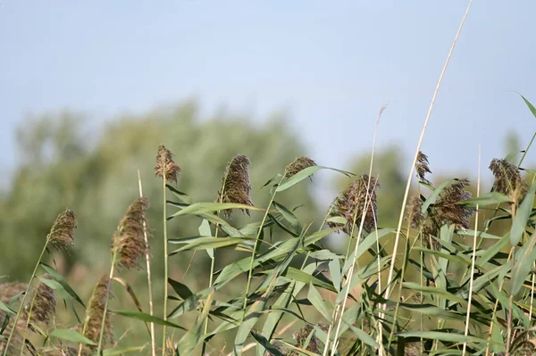 Prado Verano Con Plantas Silvestres Verdes Día Soleado — Foto de Stock