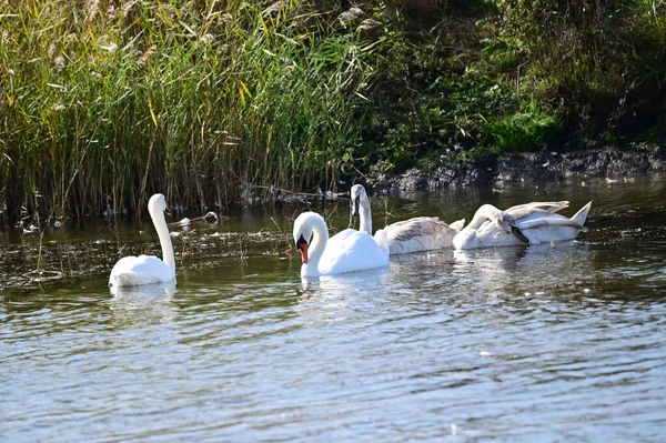 Belos Cisnes Brancos Nadando Superfície Água Lago — Fotografia de Stock
