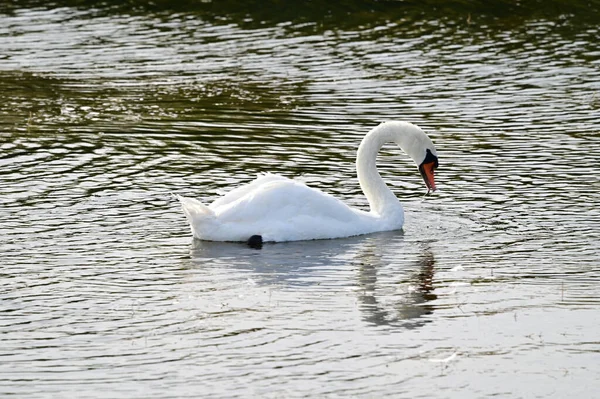 Beautiful White Swan Swimming Lake Water Surface Summer Day — Stock Photo, Image