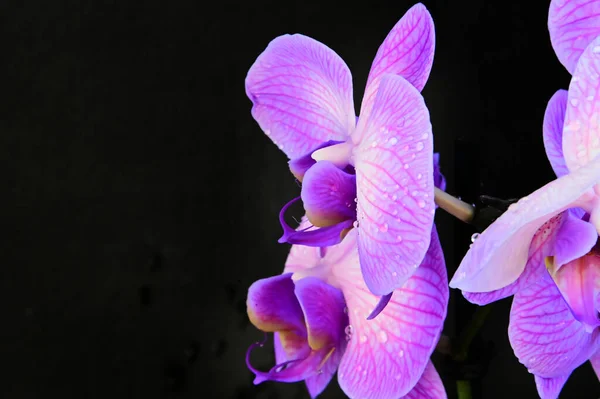 Tiernas Flores Hermosas Cerca — Foto de Stock