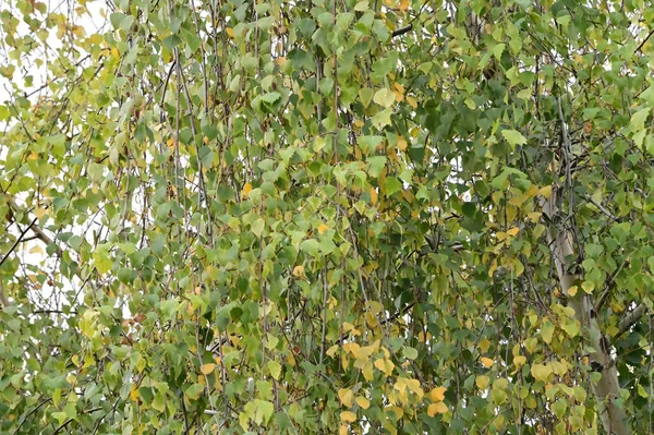 Uitzicht Herfst Boom Takken Met Gele Bladeren Tegen Blauwe Lucht — Stockfoto