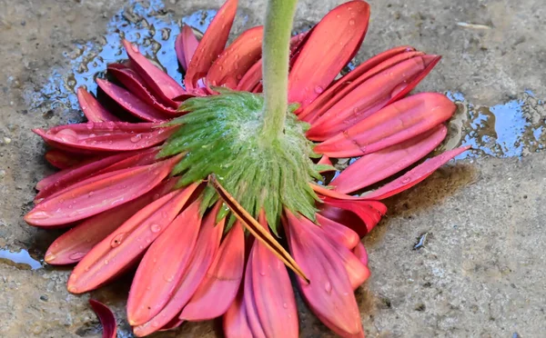 Tendres Belles Fleurs Gros Plan — Photo