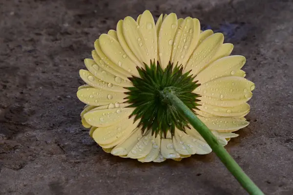 Tender Beautiful Flowers Close — Stock Photo, Image