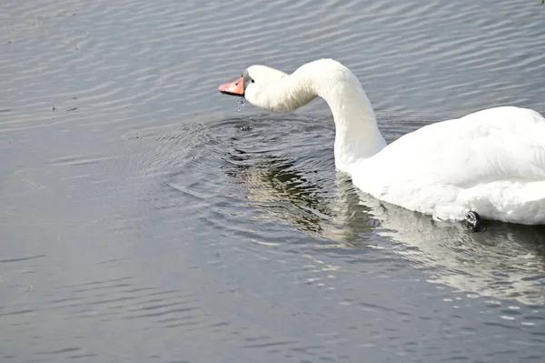 Belo Cisne Branco Nadando Superfície Água Lago Dia Verão — Fotografia de Stock