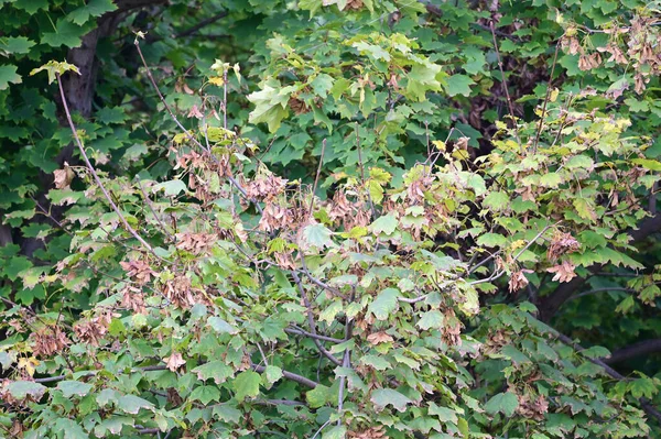 Pohled Podzimní Větve Stromů Žlutými Listy — Stock fotografie