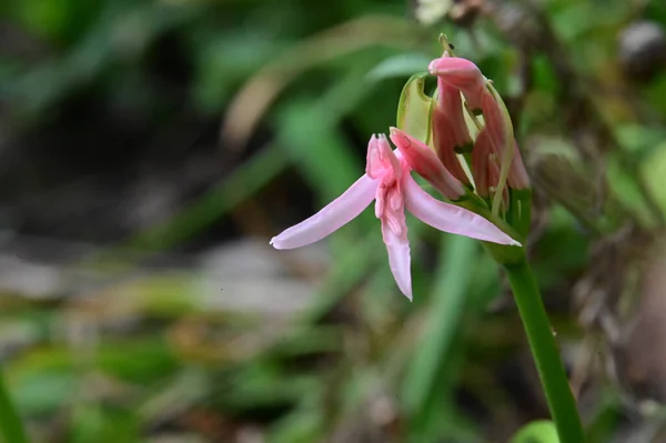 Bellissimi Fiori Che Crescono All Aperto Concetto Estivo Vista Vicino — Foto Stock