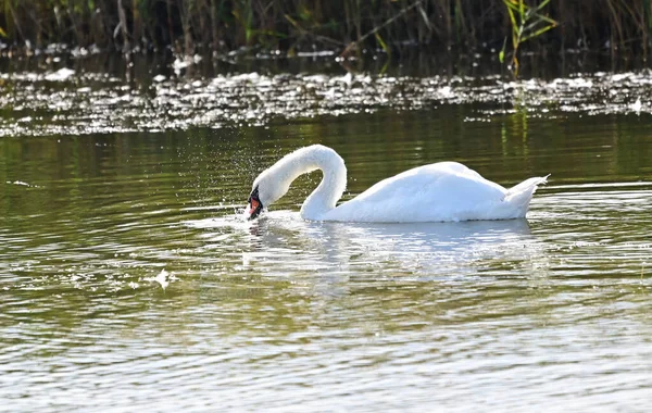 Beautiful White Swan Swimming Lake Water Surface Summer Day — Stock Photo, Image