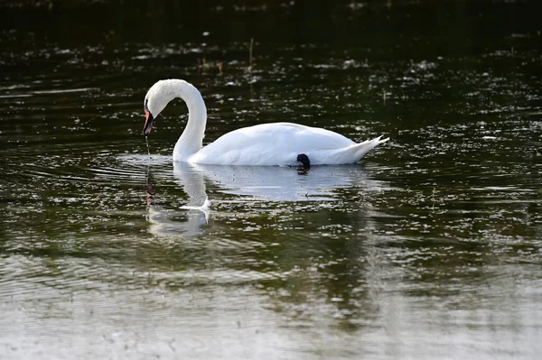 Beau Cygne Blanc Nageant Sur Surface Eau Lac Jour Été — Photo