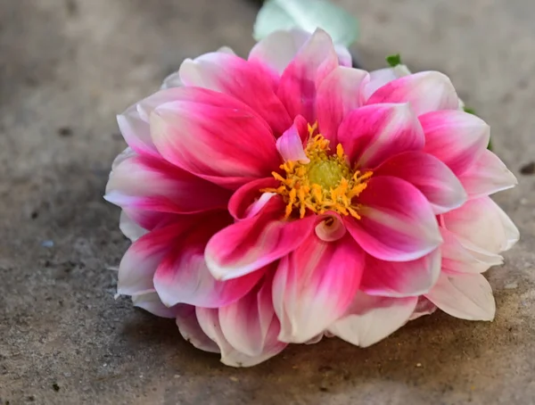 Schöne Blume Boden Sommerkonzept Nahsicht — Stockfoto