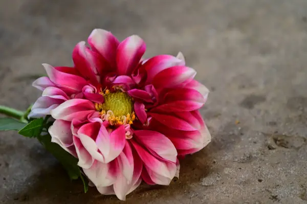 Schöne Blume Boden Sommerkonzept Nahsicht — Stockfoto