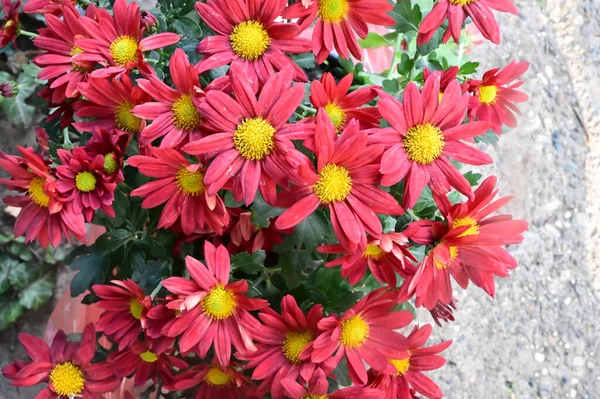 Букет Красивых Цветов Летняя Концепция Близкий Вид — стоковое фото