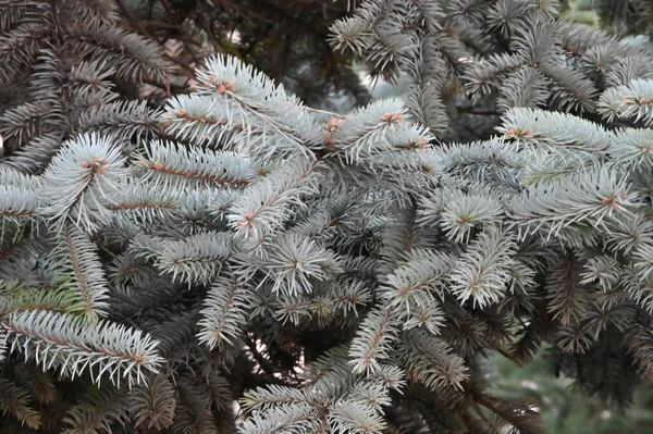 Takken Van Blauwe Sparren Tuin Dichtbij Uitzicht — Stockfoto