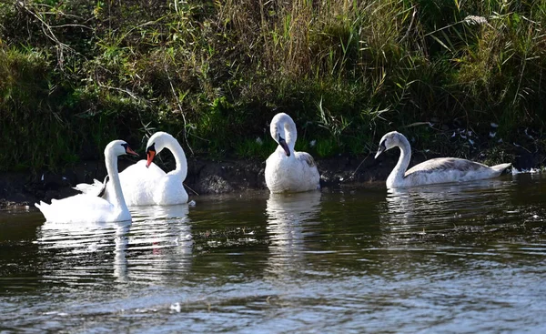 Belos Cisnes Brancos Nadando Superfície Água Lago Dia Verão — Fotografia de Stock