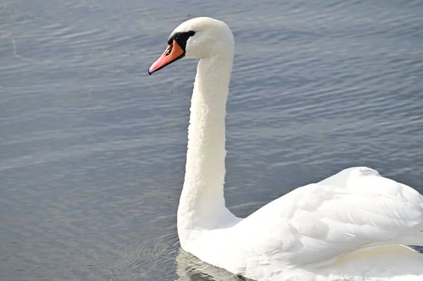 Hermoso Cisne Blanco Nadando Superficie Del Agua Del Lago Día —  Fotos de Stock