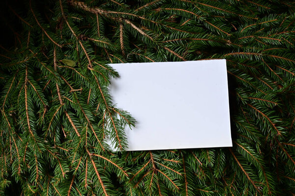 spruce branches with empty white card , close view 