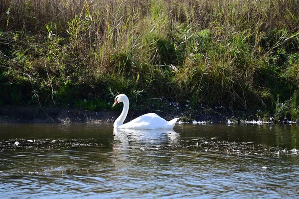 Piękny Biały Łabędź Pływanie Powierzchni Jeziora Wody — Zdjęcie stockowe