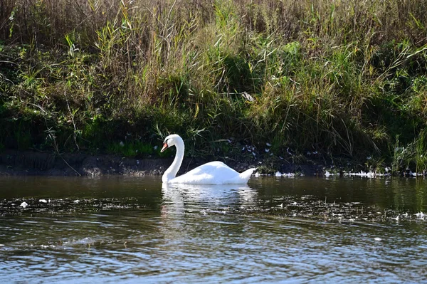 Mooie Witte Zwaan Zwemmen Meer Wateroppervlak — Stockfoto