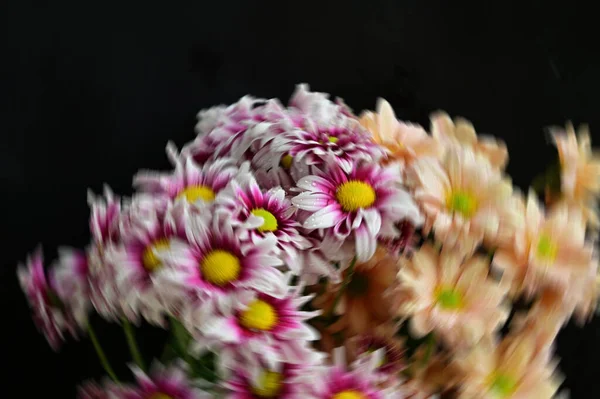 Anbud Vackra Blommande Blommor Närbild — Stockfoto