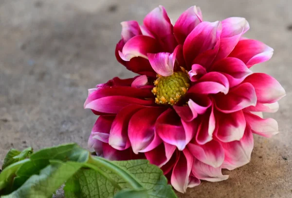 Piękny Kwiat Ziemi Koncepcja Latem Widok Bliska — Zdjęcie stockowe