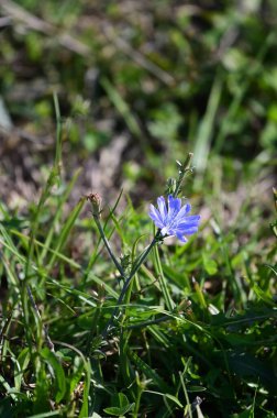 Açık havada yetişen güzel çiçekler, yaz konsepti, yakın manzara.  