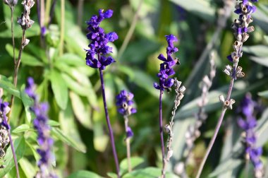 Yumuşak, güzel çiçekler. Kapat..