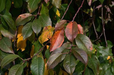 Sarı yapraklı sonbahar ağacı dalları manzarası 
