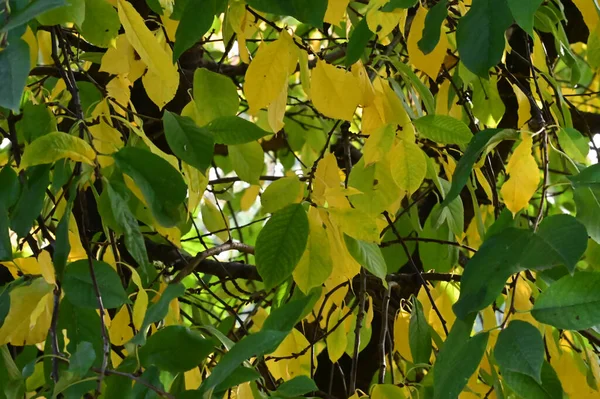 Blick Auf Herbst Baumzweige Mit Gelben Blättern Vor Blauem Himmel — Stockfoto