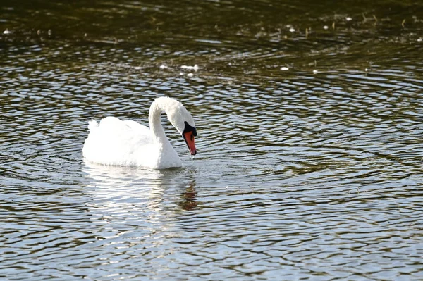 Beautiful White Swan Swimming Lake Water Surface Summer Day — Stock Photo, Image