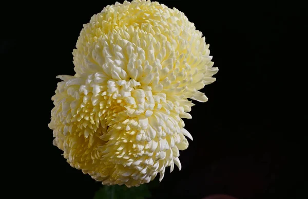 Zarte Schöne Blühende Blumen Nahaufnahme — Stockfoto