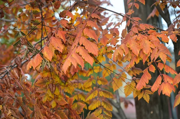 Visning Efterår Træ Grene Med Gule Blade Blå Himmel Baggrund - Stock-foto